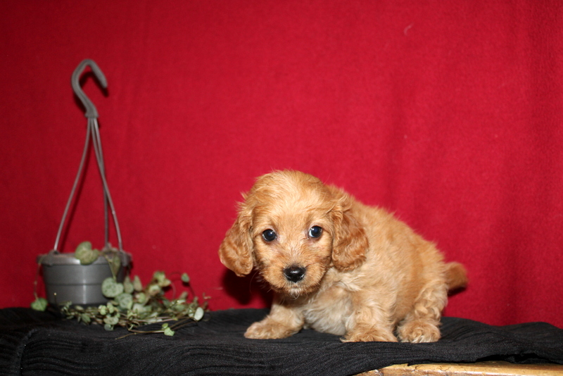 puppy, for, sale, Mini GoldenDoodle F2BB, Matthew B. Stoltzfus, dog, breeder, Gap, PA, dog-breeder, puppy-for-sale, forsale, nearby, find, puppyfind, locator, puppylocator, aca